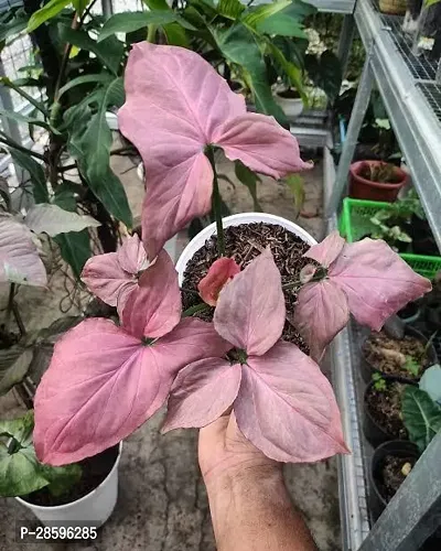 Platone Syngonium Plant Red Syngonium Plant-thumb0