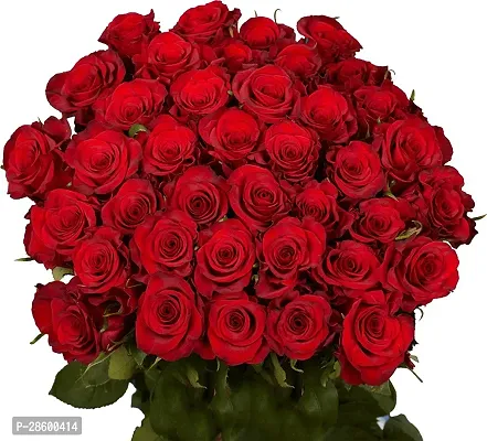 Platone Rose Plant red rose56