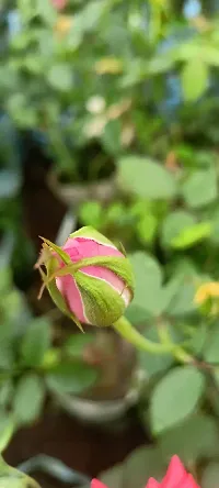 Platone Rose Plant Australian Pink colour Rose Plant-thumb2