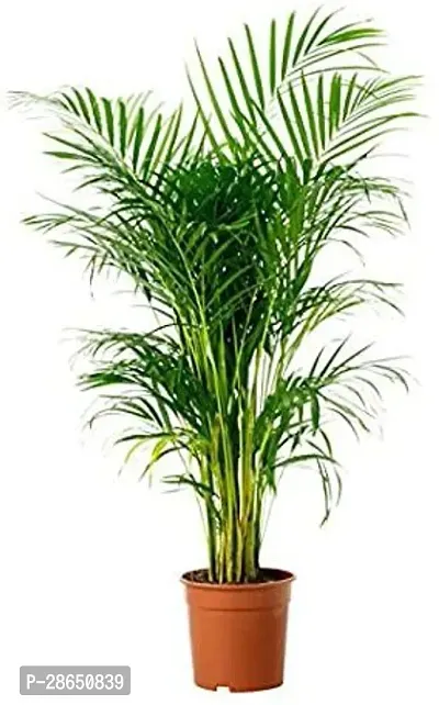 Platone Areca Palm Areca Plam-thumb0