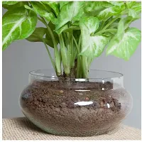 Platone Syngonium Plant eco worlds Syngonium Golden Plant-thumb1