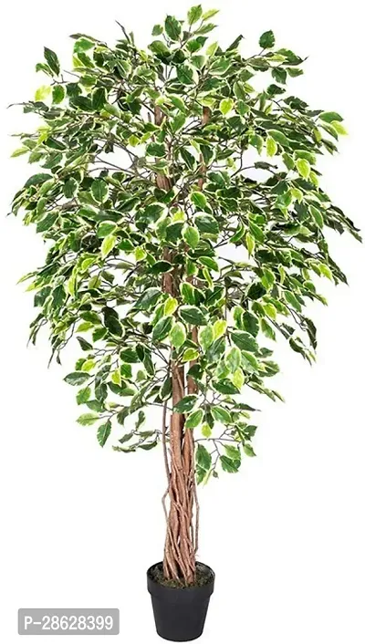 Platone Ficus Plant Ezfic39