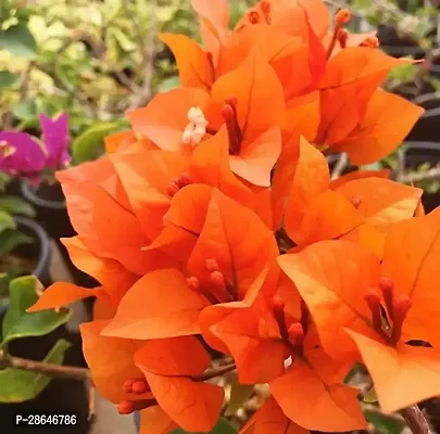 Platone Bougainvillea Plant Bngl_1-thumb0