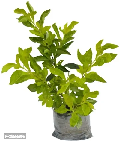 Platone Duranta Plant DURANTA-01