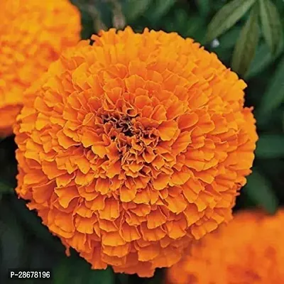 Platone Marigold Plant Marigold Orange Color Live Flowering Plant with Plant Care tip-thumb0