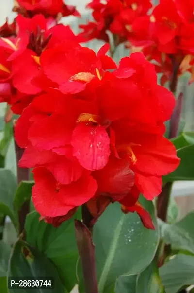 Platone Canna Lily Plant RED CANNA FLOWER-thumb0