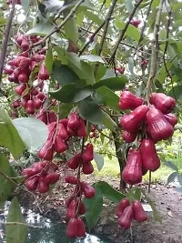 Platone Jamun Plant Red Jamun plant-thumb1