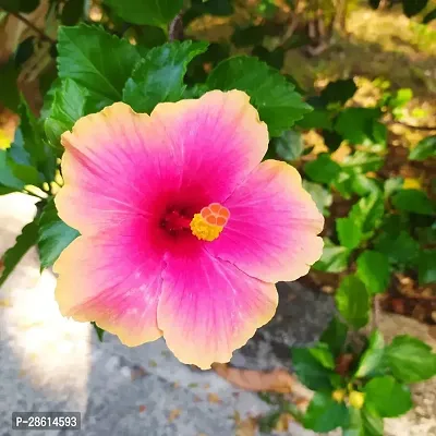 Platone Hibiscus Plant Hibiscus Hybrid Live Flower Plant Disha-90064