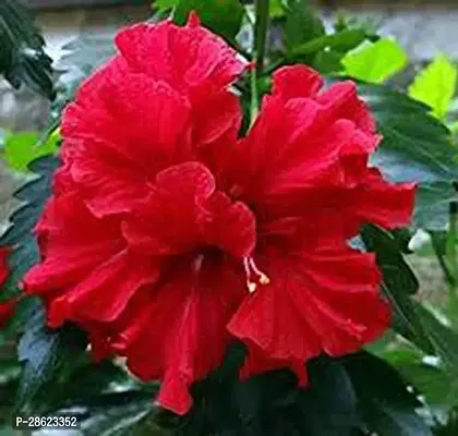 Platone Hibiscus Plant HIBI10-thumb0