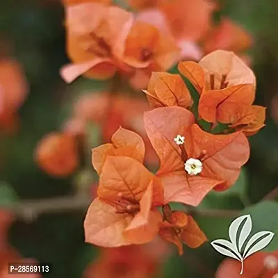 Platone Baugainvillea Plant Bougainvillea Plant CF000811-thumb0