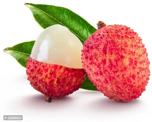 Platone Litchi Plant Litchi Fruit Plant