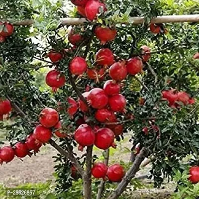 Platone Pomegranate Plant Pomegranate PlantAnar plant28-thumb0