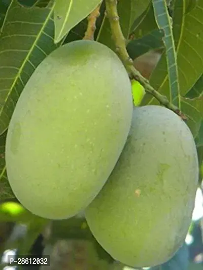 Platone Mango Plant Live Langra Mango Grafted Fruit 1 Healthy Plant-thumb0