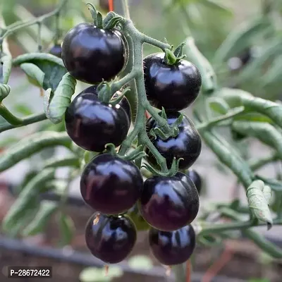 Platone Tomato Plant tamatar51-thumb0