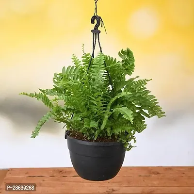 Platone Nasturtium Plant Nephrolepis exaltata, Boston fern (Hanging Basket) - Plant