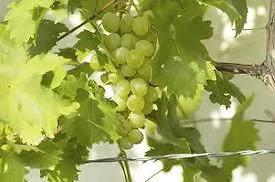 Platone Grape Plant GRAPES PLANT 2213-thumb1