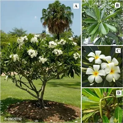 Platone Plumeria Plant Plumeria, Champa, kedki Plant