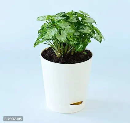 Platone Syngonium Plant Syngonium Mini Indoor Plant With Pot-thumb0