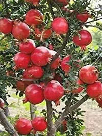 Platone Pomegranate Plant Live Red AnarPomegranate Fruit Plant-thumb1