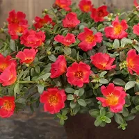 Platone Portulaca Plant Purslane red plant-thumb1