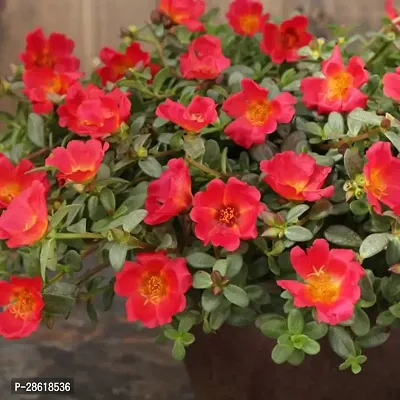 Platone Portulaca Plant Purslane red plant-thumb2