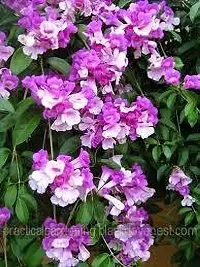 Platone Turtle Vine Plant GARLIC VINE PLANT OIU-thumb1