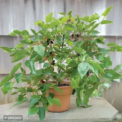 Platone Berry Plant Sweet Mulberry Plant-thumb3