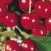Platone Cherry Fruit Plant cherry fruit plant-2-thumb1
