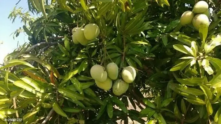 Platone Mango Plant Kesar Hybrid Mango Plant109