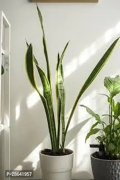 Platone Snake Plant SNAKE PLANT O55-thumb0