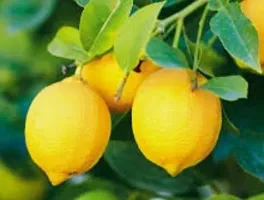 Platone Lemon Plant plant-thumb1