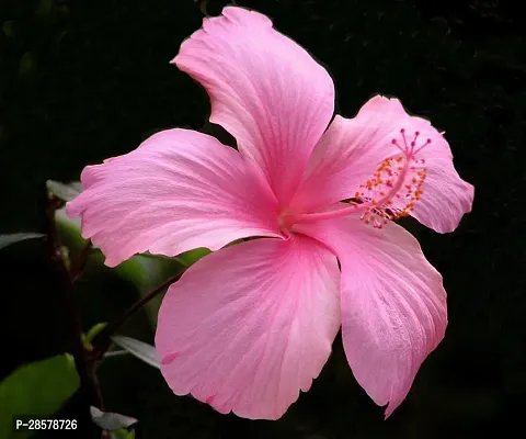 Platone Hibiscus Plant Hibiscus Flower Plant (AA0001)-thumb0