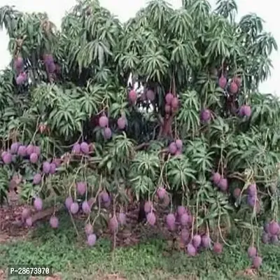 Platone Mango Plant Mango Plant Hybrid plants-thumb0