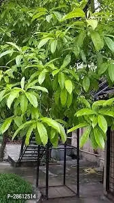 Platone Rudraksha Plant VBB61