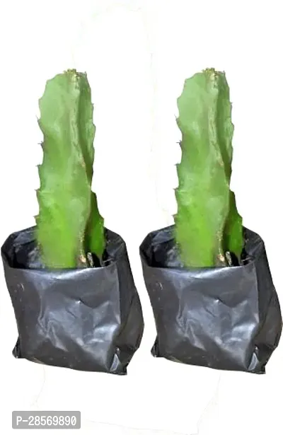 Platone Dragon Tree Dragon Fruit Plant Plant-thumb0