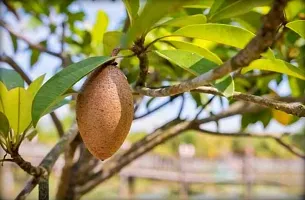 Platone Chiku Plant Live Fruit Plant Manilkara Zapota,Sapodilla, Sapota, chikoo, Chico, Naseberry, or Nispero Sapota Chikoo SapotaChikoo Healthy (Thailand Variety) for Home and Outdoor Garden.v1-thumb1