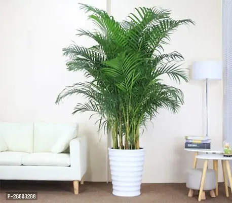 Platone Areca Palm Areca Palm Plant-thumb0