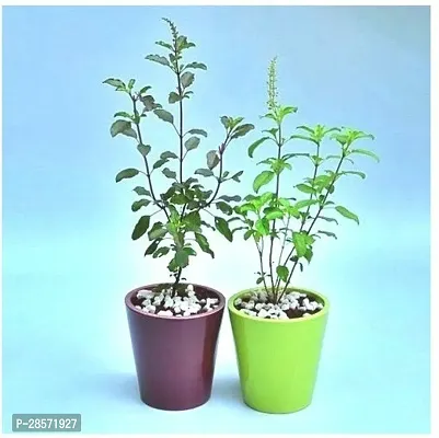 Platone Tulsi Plant Rama_ShyamaCombo-thumb0