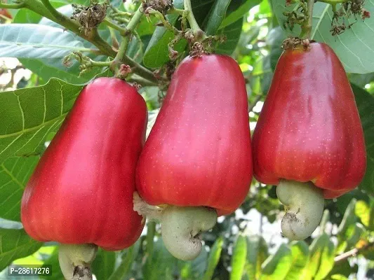 Platone Cashew Apple Plant HHL;S18