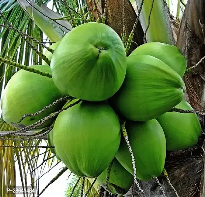 Platone Coconut Plant coconut48