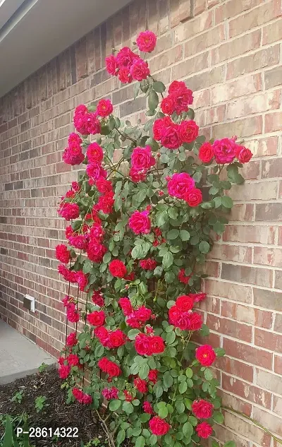 Platone Rose Plant red rose92