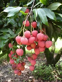 Platone Litchi Plant Litchi plant-thumb2