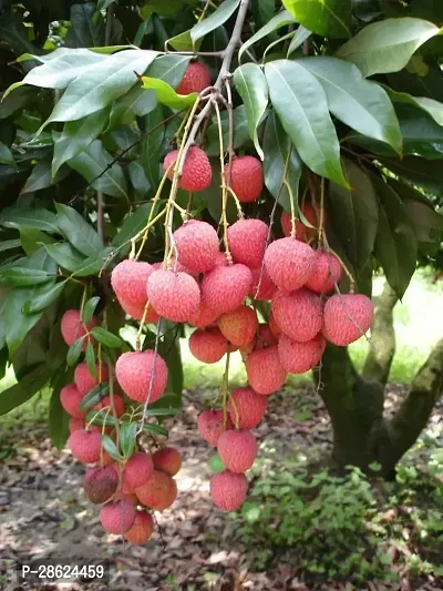 Platone Litchi Plant Litchi plant-thumb3