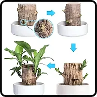 Brazil Bamboo Long Live Plant without Pot-thumb3