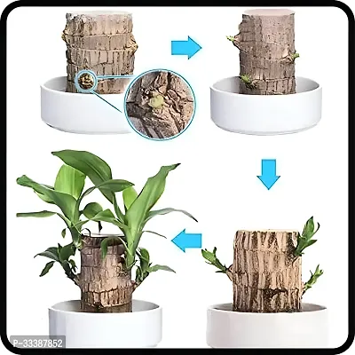 Brazil Bamboo Long Live Plant without Pot-thumb4