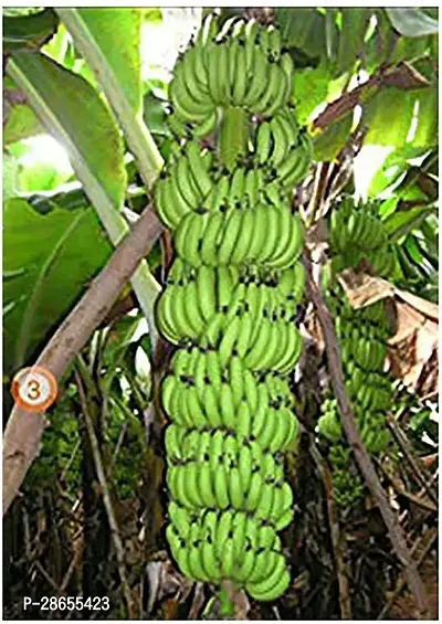 Platone Banana Plant Gardens Dwarf Rare HybridKerala Robusta BananaExotic Tropical Banana Plant (1 Nos)s