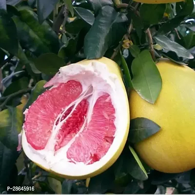 Platone Lemon Plant Pomelo Big Size Sweet Citrus Lemon Plant. CF06-thumb0