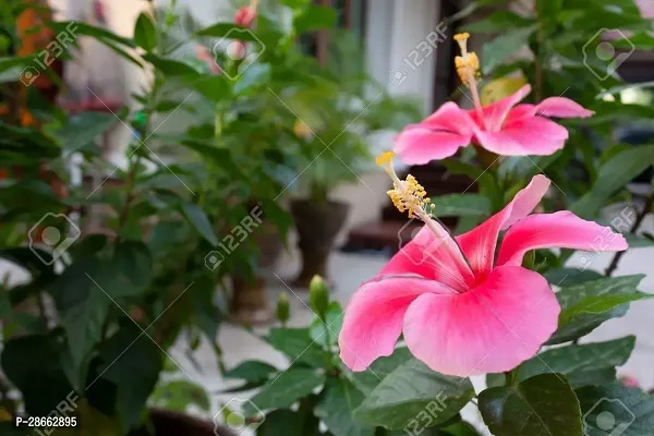 Platone Hibiscus Plant 141