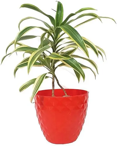 Hot Selling Plant & Planters 