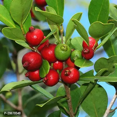 Platone Guava Plant GROWING GUAVA PLANT-thumb0